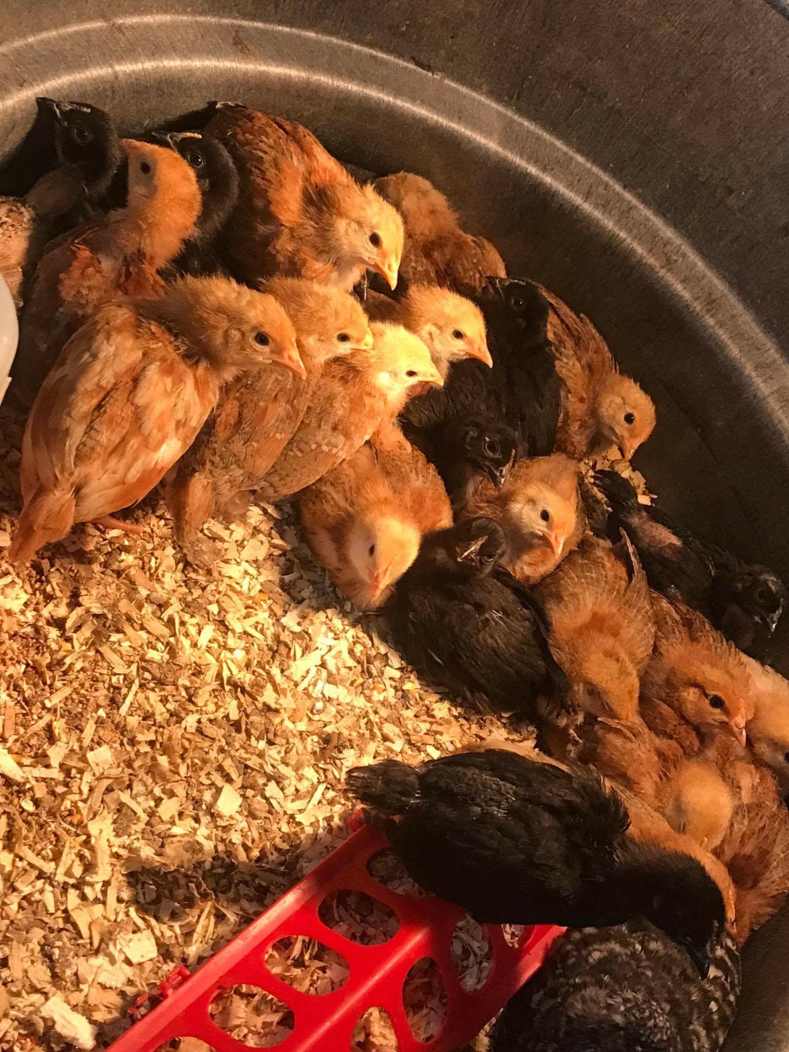 Spring means chicks!