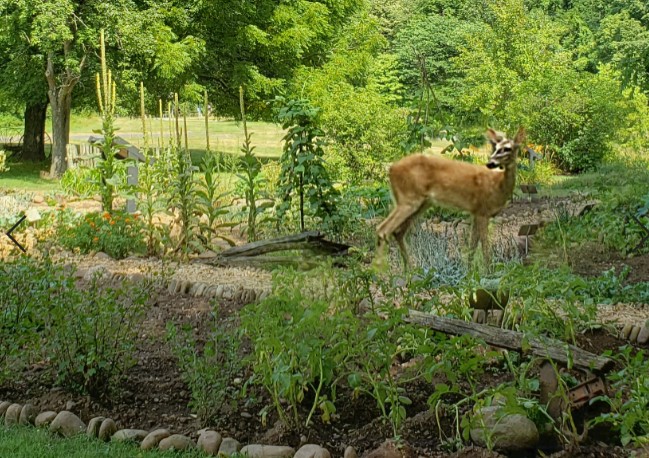 Gardening- Living by the OT-6
