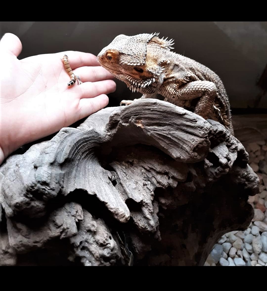 Gauntlet entrepreneur launches “Greens and Grubs”