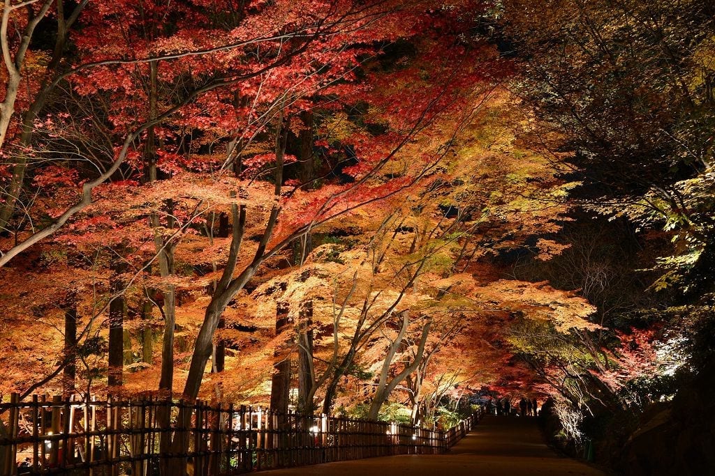 東山動植物園紅葉