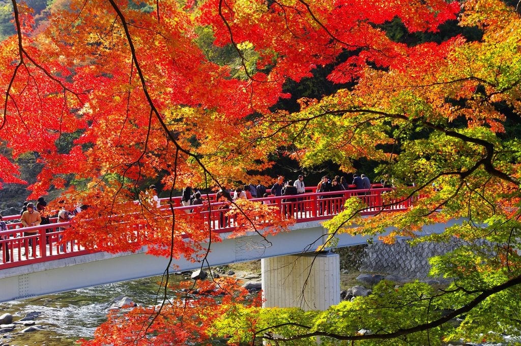 日本中部秋日賞楓季讓美景飄進ig裡香嵐溪 東山動植物園 豐田市小原交流公園