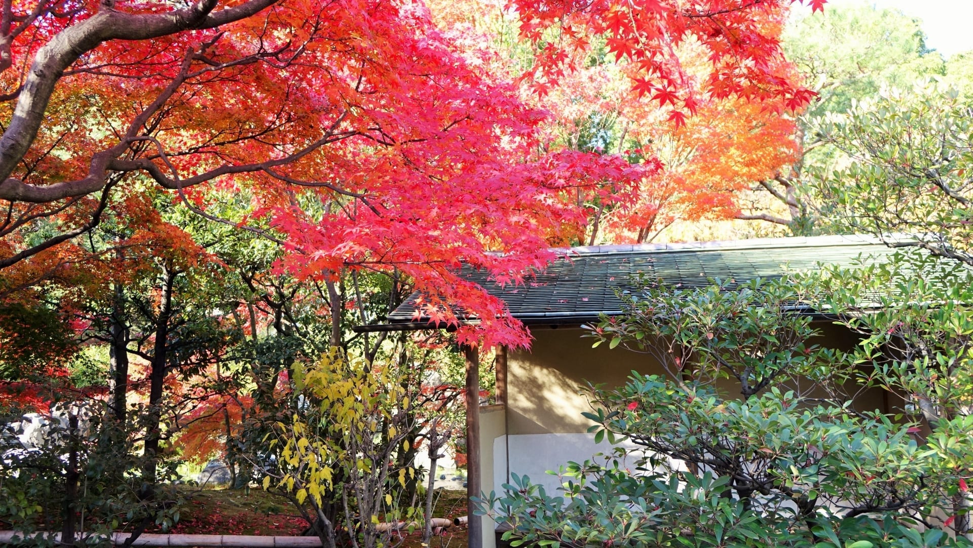 名古屋市秋天賞楓三大好去處白鳥庭園 德川園 名城公園