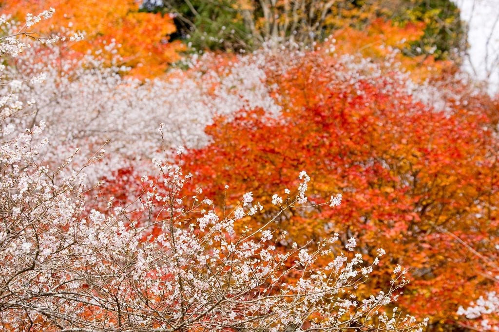 日本中部秋日賞楓季讓美景飄進ig裡香嵐溪 東山動植物園 豐田市小原交流公園