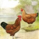 Painting of a Rhode Island Red Rooster and Hen in an idyllic landscape