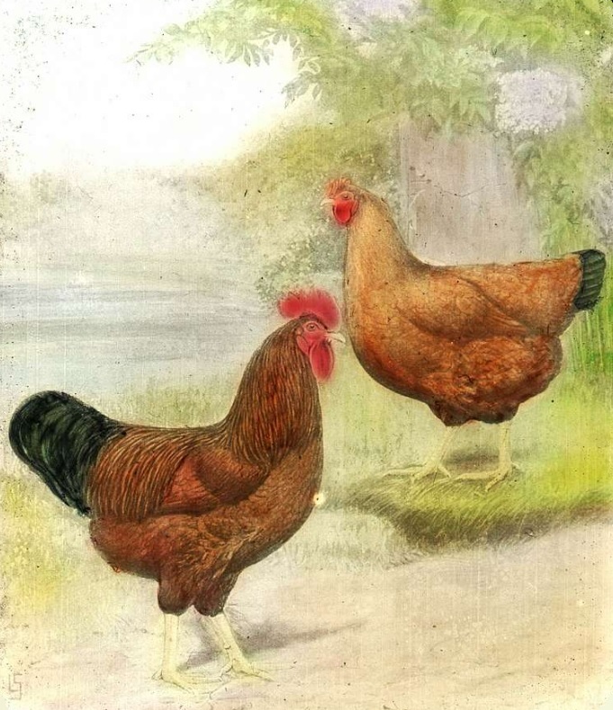 Painting of a Rhode Island Red Rooster and Hen in an idyllic landscape