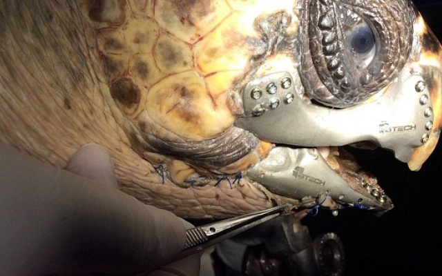 See How This Mutilated Sea Turtle Received A 3D-Printed Jaw