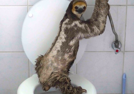 The Story Of This Potty-Trained Sloth, “Danitsja,” Is Winning Over Everyone’s Hearts