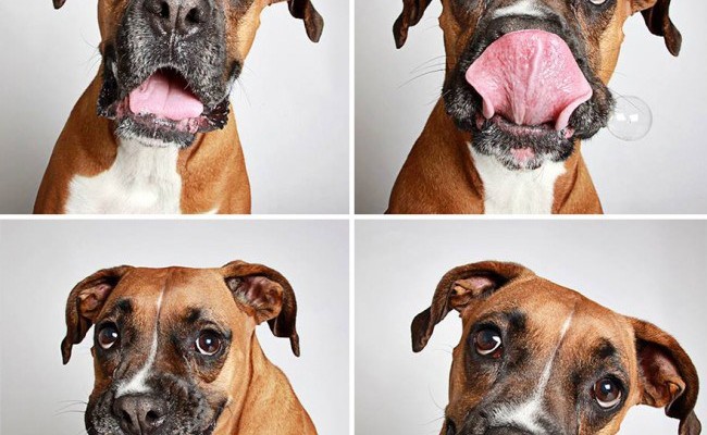 Shelter Puts Dogs In A Photobooth To Get Them Adopted – The Results Were Perfect