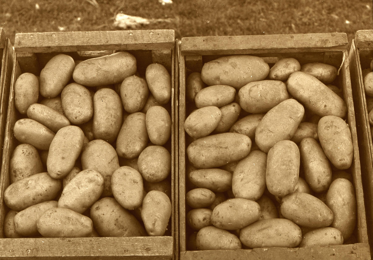 When and How to Plant Potatoes