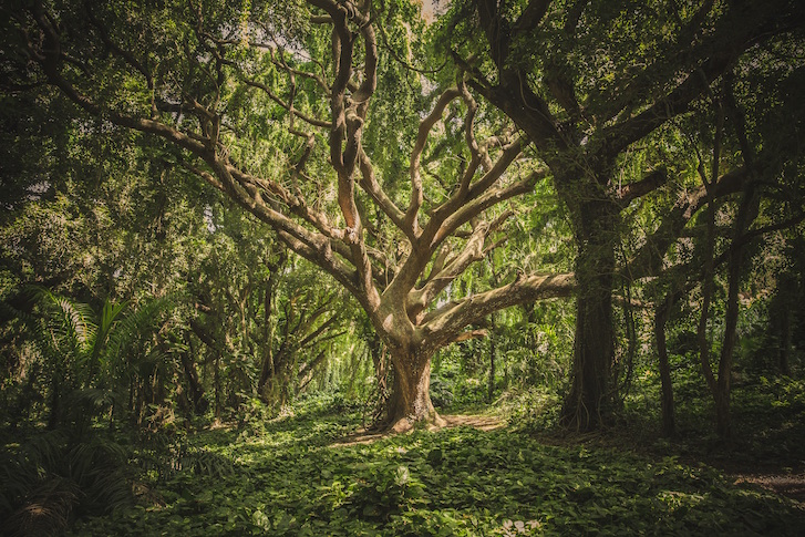 Finding Shelter in the Wild