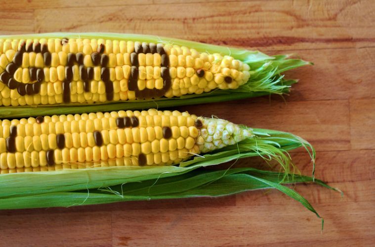 How GMOs Quietly Became a Staple In Our Society by The Corporate Food Industry