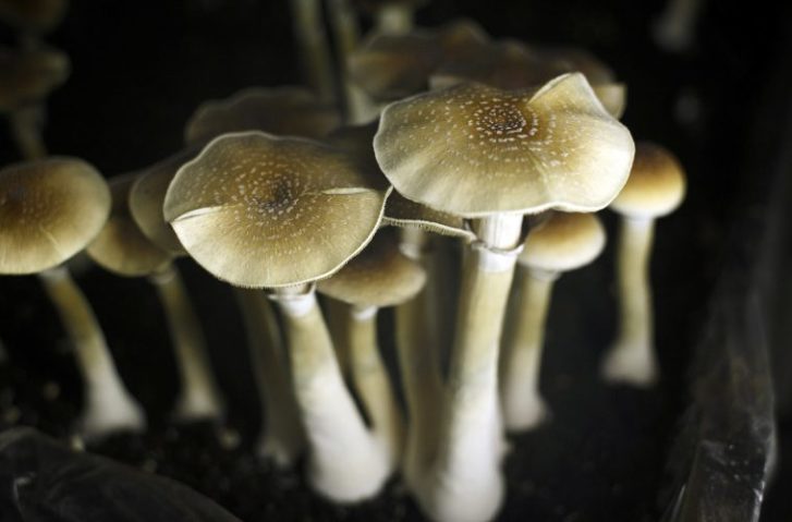 Study Concludes Alcohol is More Harmful to Mental Health Than Psychedelics