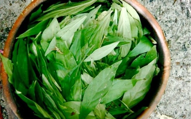 Understanding the Science of Ayahuasca