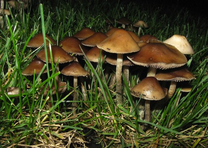 New Study Finds Psilocybin To Be A Therapeutic Powerhouse For Advanced Cancer Patients