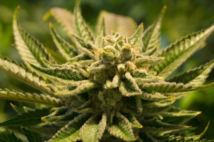 Groundbreaking Study Confirms Cannabis Has ‘Significant’ Effect on Killing Cancer Cells