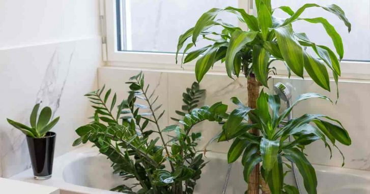 17 Best Bathroom Plants, How To Use, How To Choose, No Light or Upright