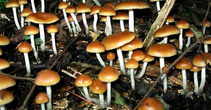 Religious Leaders Are Getting High on Magic Mushrooms to Study the Experience