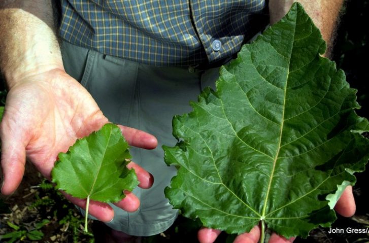 Why Genetically Engineered Trees Harm The Planet & How We Can Stop Them