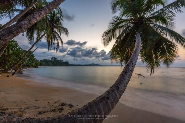 Rhinoceros Beetle Infestation on Coconut Palms – Biological & Natural Applications & Methods (article)