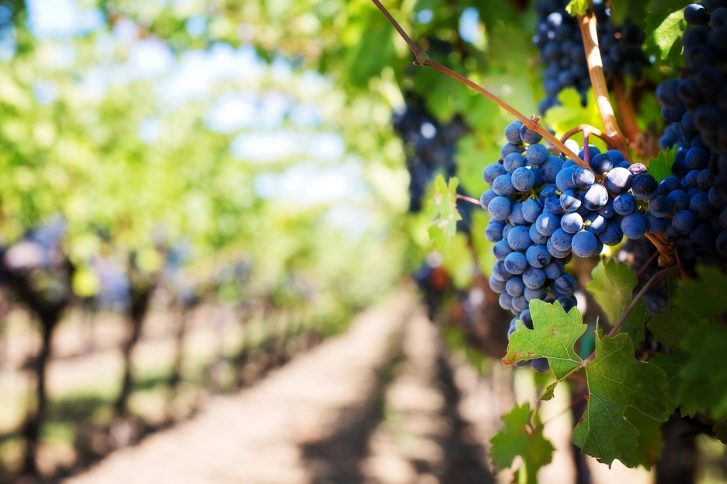 Grape Seed Extract Found to Prevent Tooth Decay and Extends Life of Dental Fillings