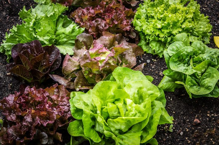 Eating Leafy Greens Significantly Improves Cognitive Performance