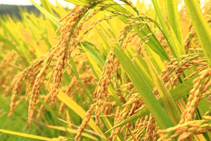 First GM Rice Just Approved By The U.S. FDA