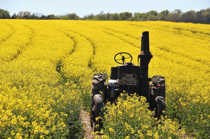 Canola Oil in the Diet Accelerates Brain Damage and Increases the Risk of Dementia