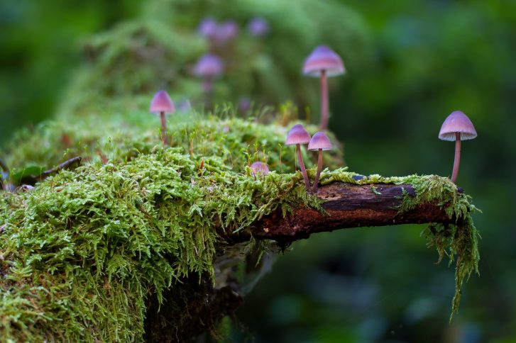 Mushroom: The Sacred Organism Arrives to Jiwa Damai Agro-Permaculture Garden