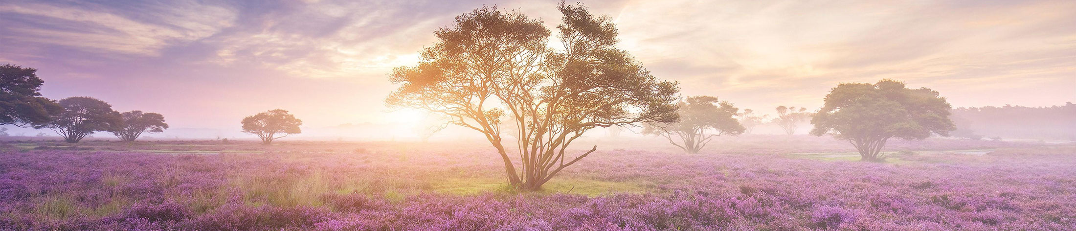 nens_landing_header