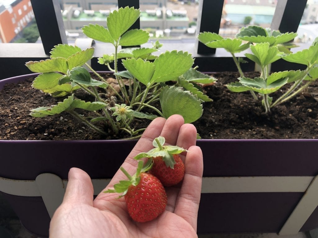 冬季種草莓 茼蒿 芝麻菜好吃又好玩 大媒體新聞網