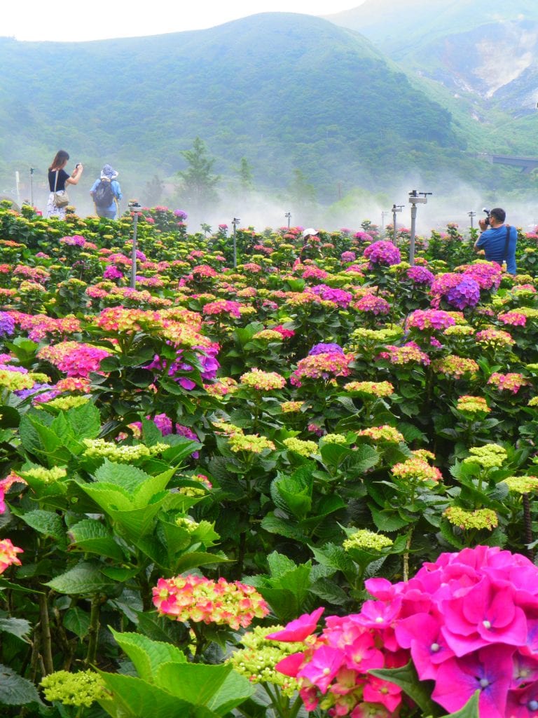 竹子湖繡球花海浪漫破表13處農園奼紫嫣紅美到7月 大媒體新聞網