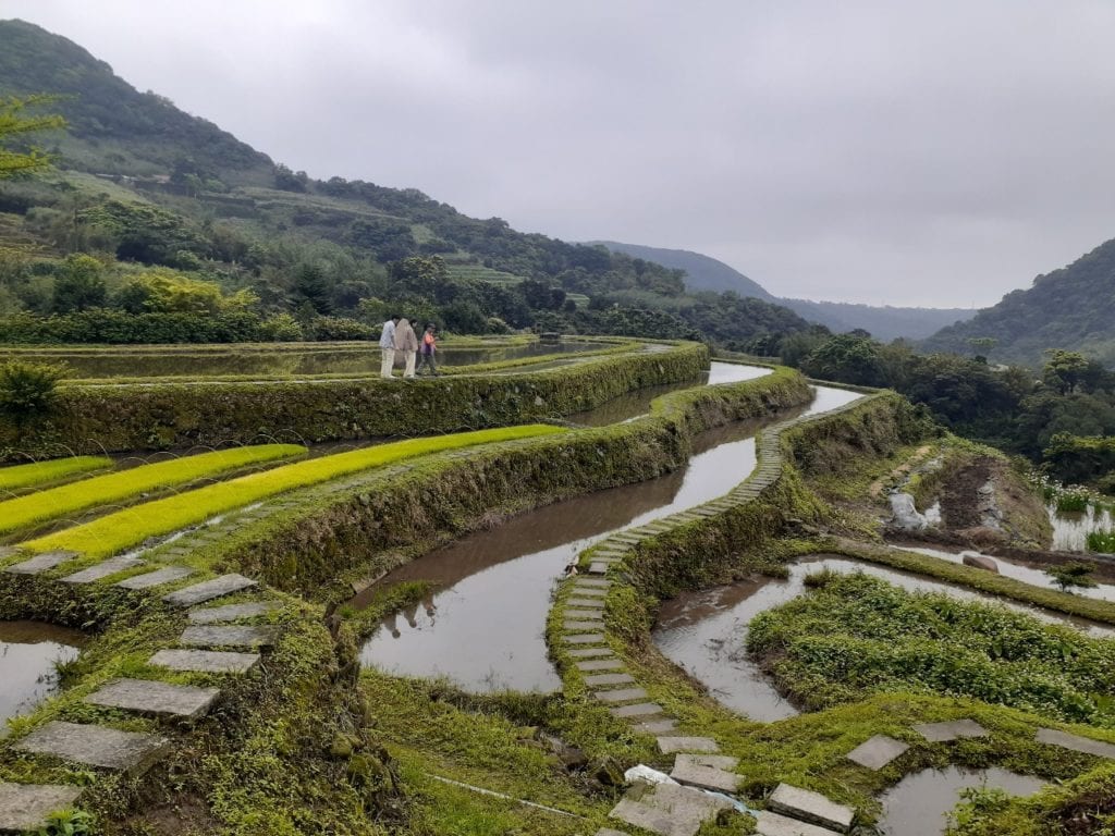 嵩山社區百年梯田