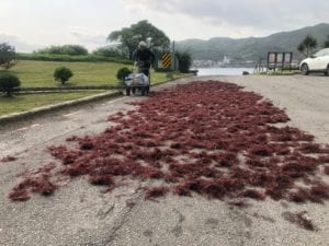 海女阿姨將剛摘採下來的石花菜曝曬在廣場。