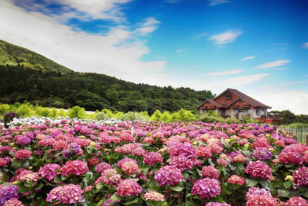 繡球花小旅行