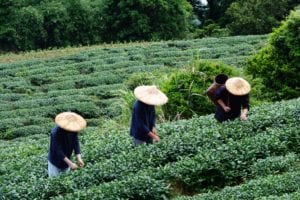 坪林農友採收春季包種茶茶菁