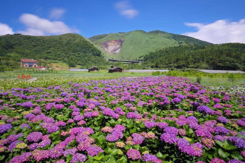 今年竹子湖繡球花季將於5月22日登場。(圖/臺北市產業局提供)