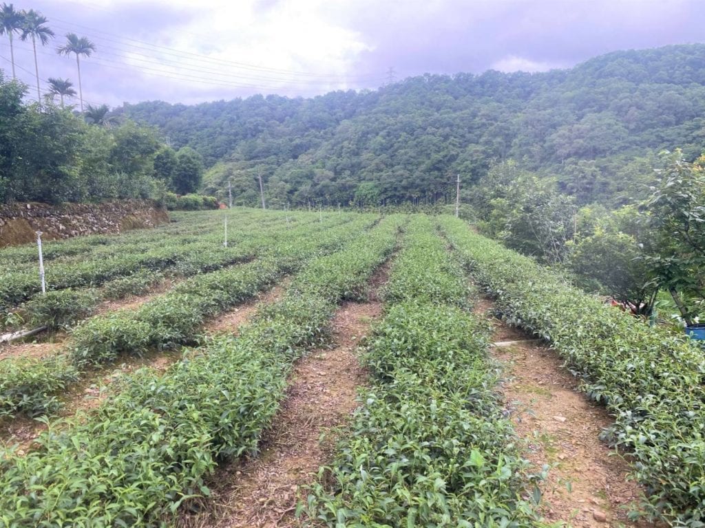 茶農鍾文慶的茶園。