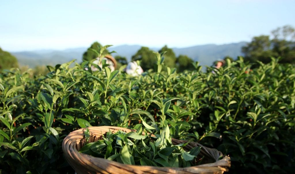 坪林為全台灣最大的包種茶產地坪林茶園。