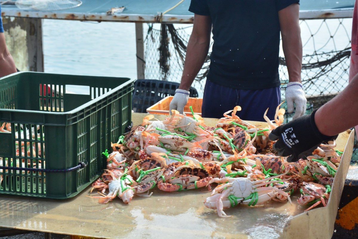 萬里蟹產季即將到來魚市價格正好 大媒體新聞網