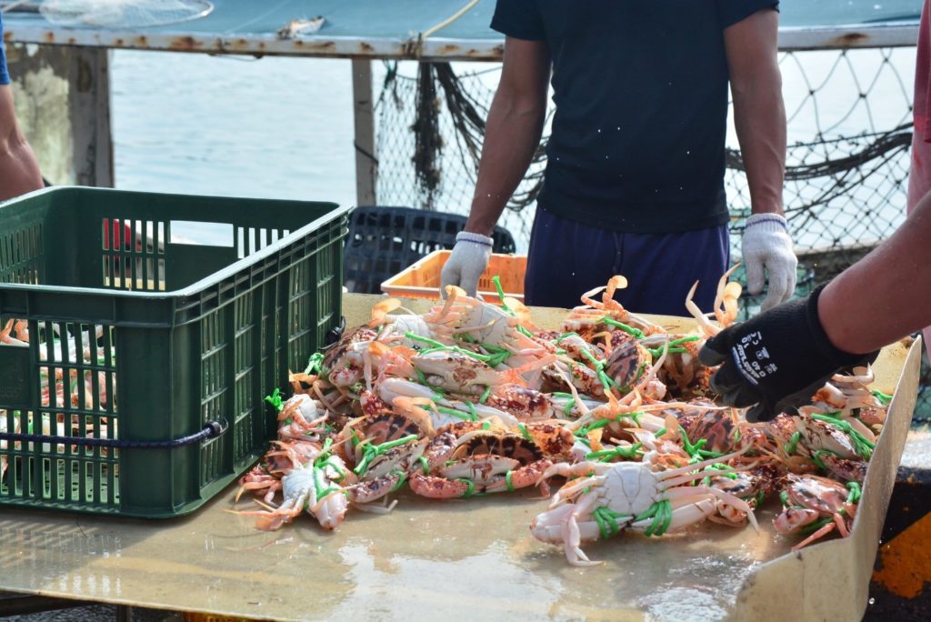 萬里蟹就是生猛，產季探頭中，圖中漁民正為花蟹分級，準備交給盤商
