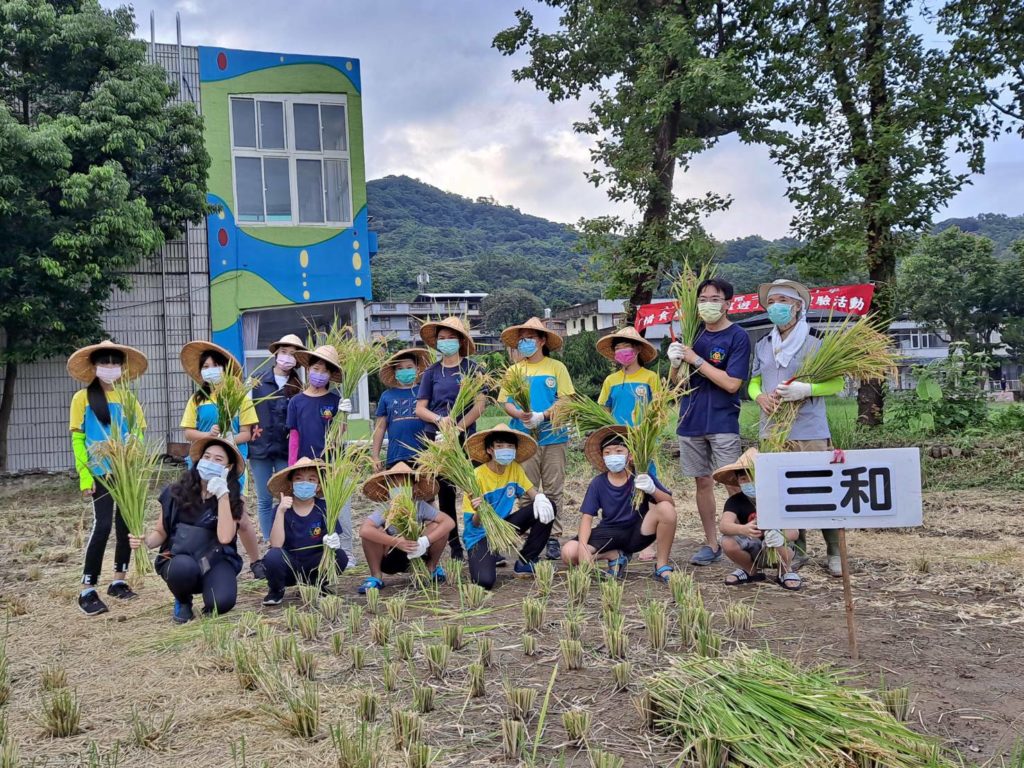 金山三和國小學童割稻體驗