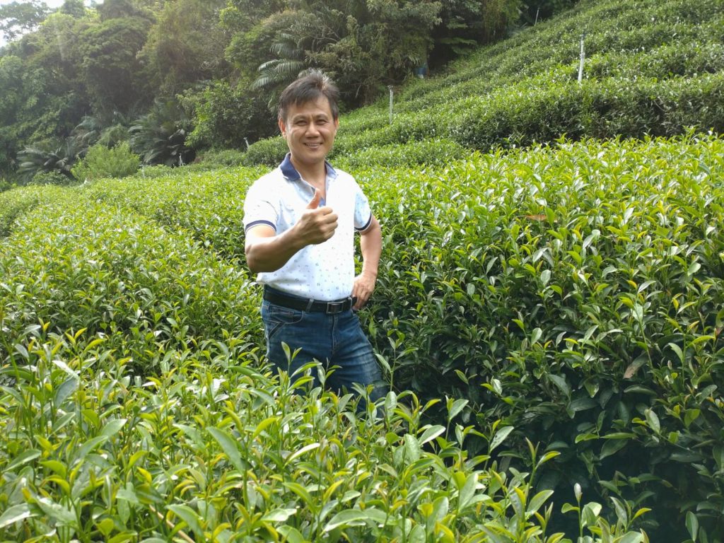 周平國109年起不使用農藥，朝友善方式管理茶園。