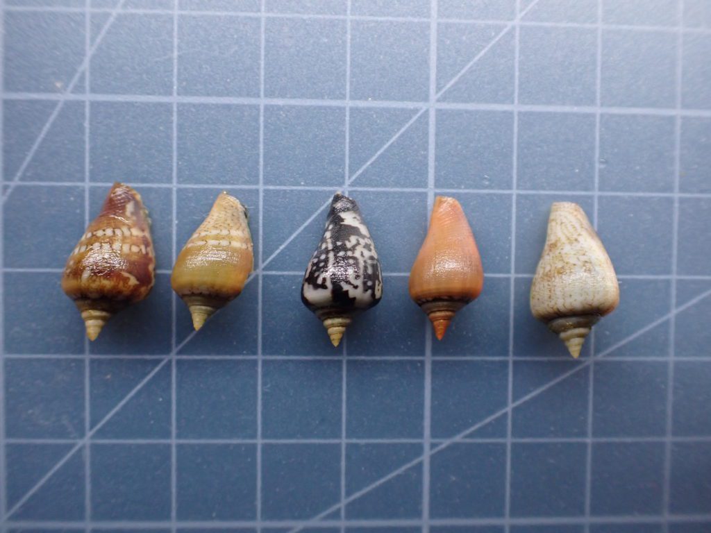 紅嬌鳳凰螺有鮮豔的外殼，常被作為工藝品