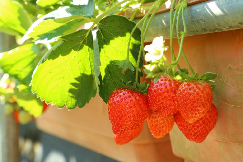 草莓已成為內湖白石湖社區的地方特色