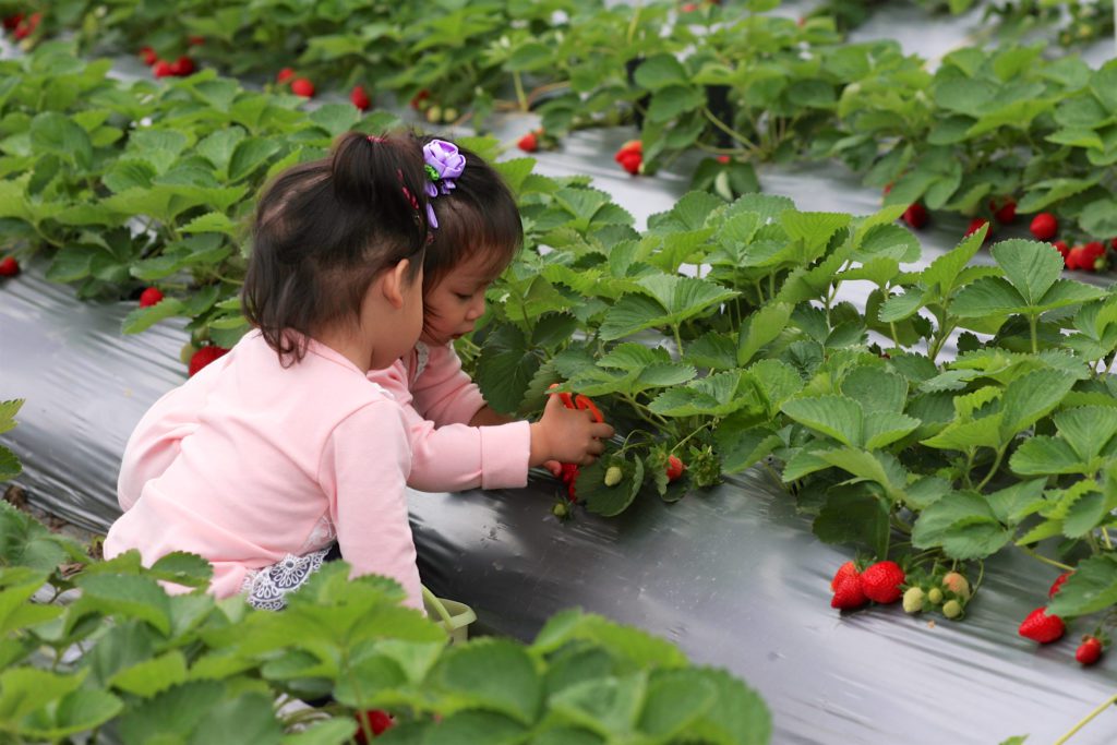 ▲白石湖為臺北市第一個休閒農業區，採草莓活動盛行。（圖/產業局提供）