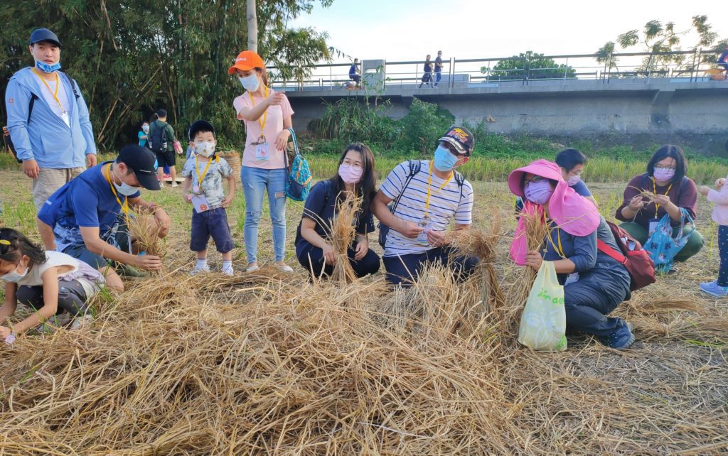 參加活動的民眾在稻田裡回味童年美好時光。（記者 辛澎祥/攝）