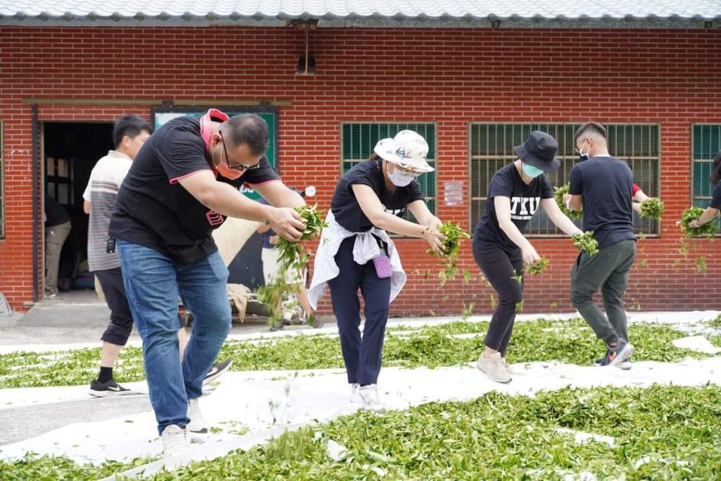 淡大師生體驗製茶日光萎凋流程(淡大提供)