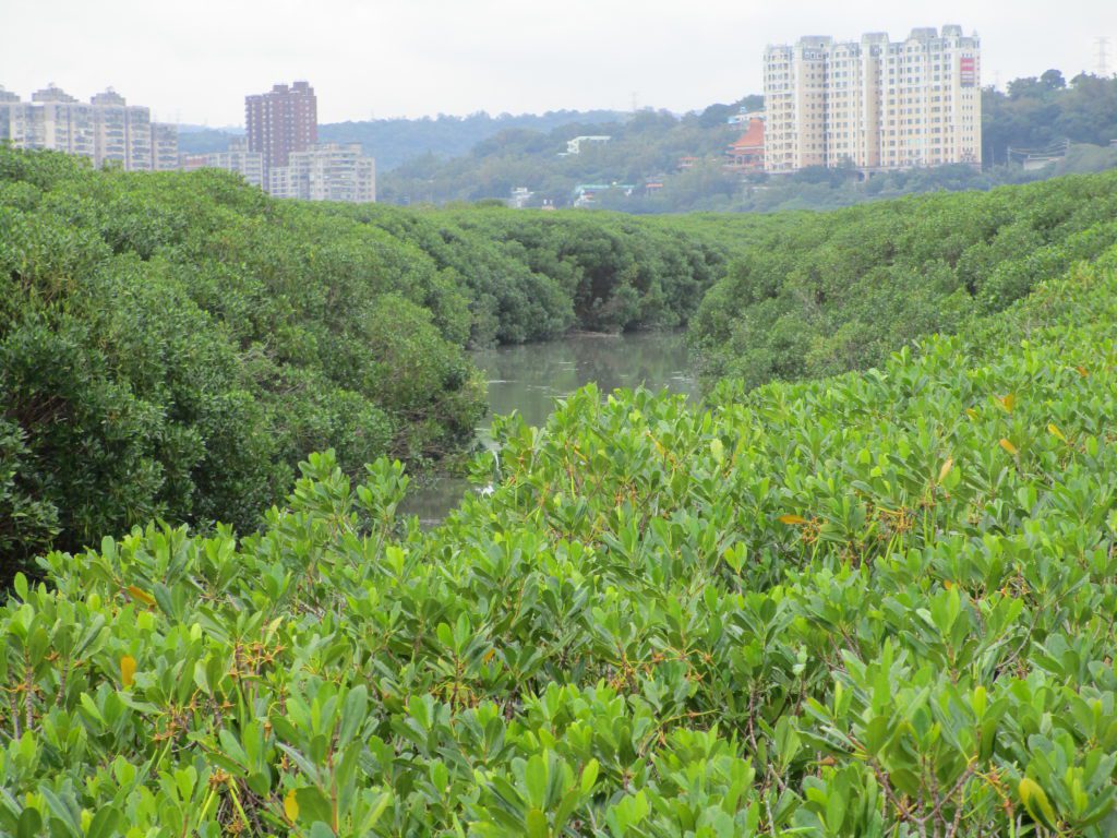 關渡自然保留區內河道兩側長滿紅樹林，水鳥難停棲。