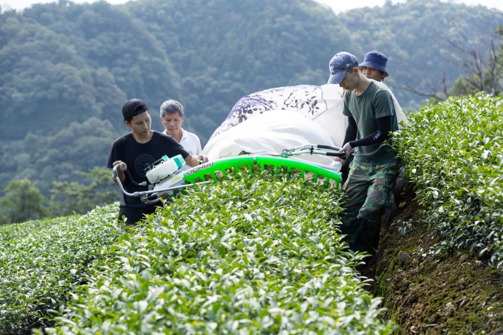 白青長茶園採收情形