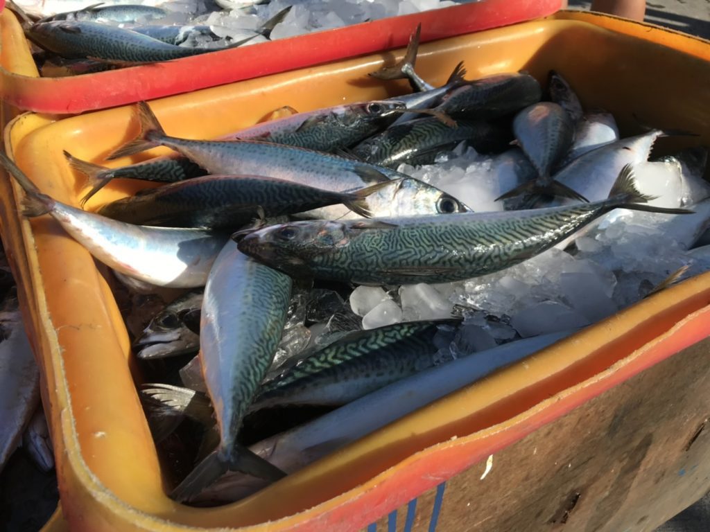 鯖魚漁獲全程低溫保鮮，確保品質，為消費者把關(新勝發提供)1